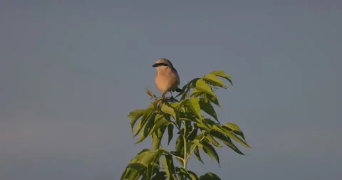 Red shrike shakes its tail, 4K slomo Stock Footage 240550657