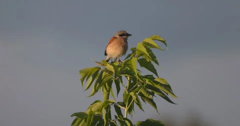 A red shrike sits on top of a tree, 4K slomo Stock Footage 240550475