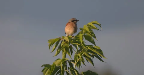 A red shrike sits on top of a tree, 4K slomo Stock Footage 240550719