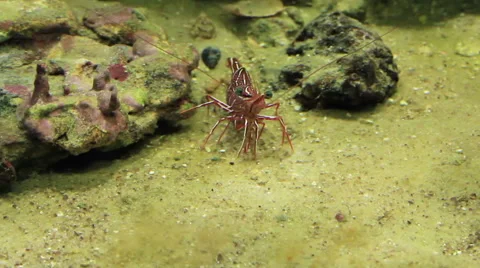 Red shrimp Stock Footage 53227401