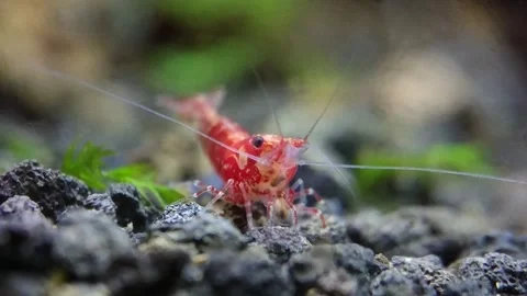 Red Shrimp. Stock Footage 249819506
