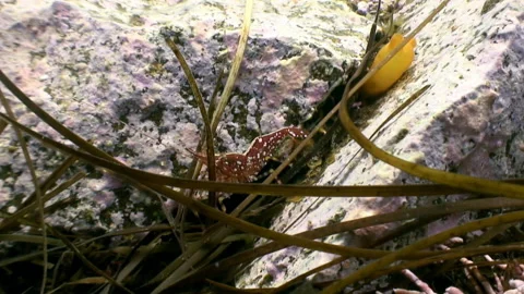 Red shrimp in the grass on the seabed under water looking for food. Stock Footage 143860409