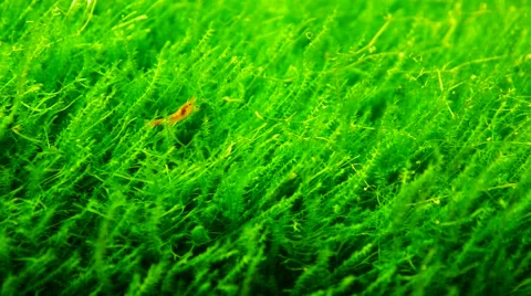 Red shrimp with green grass in aquarium 스톡 동영상 59779857