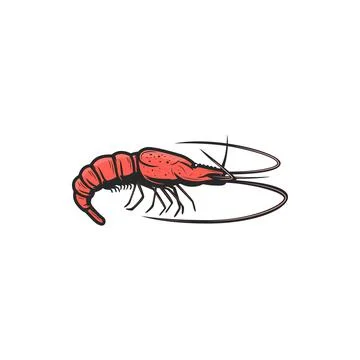 Red shrimp isolated shellfish prawn seafood icon Stock Illustration