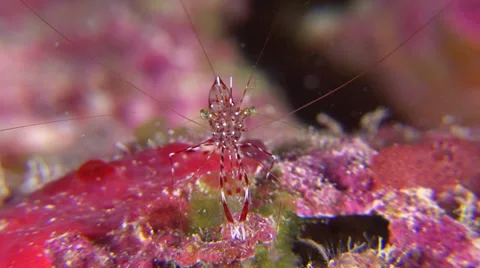 Red shrimp looks at camera Video stock 27550953