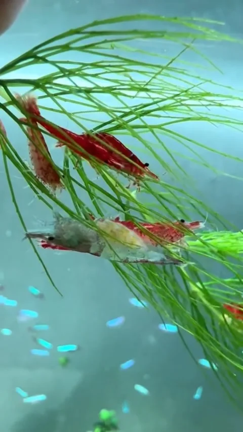 Red Shrimp Molting Among Group in Aquarium with Aquatic Plants Stock Footage 310179571