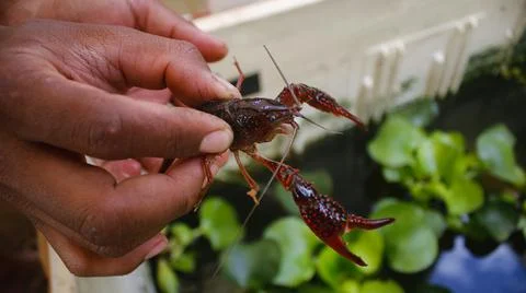 Red shrimp Stock Photos