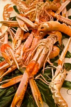 The red shrimps Stock Photos