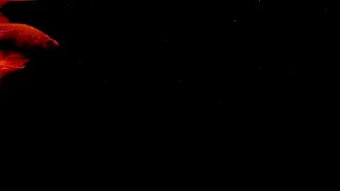 Red Siamese Fighting Fish Betta Splendens Stock Footage 82472423