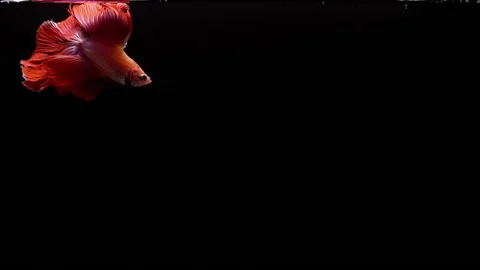 Red Siamese Fighting Fish Betta Splendens 스톡 동영상 93596741