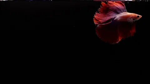 Red Siamese Fighting Fish Betta Splendens Vídeos de archivo 93617522