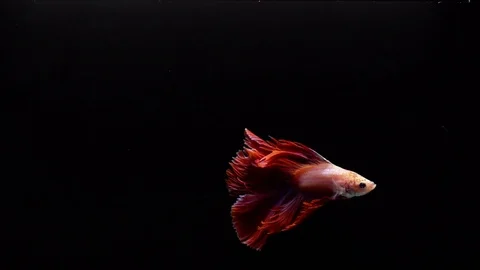 Red Siamese Fighting Fish Betta Splendens Stock Footage 93617679