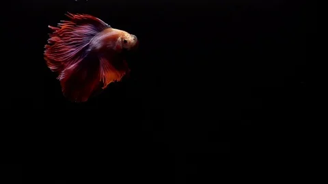 Red Siamese Fighting Fish Betta Splendens 库存影片 93618063