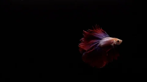 Red Siamese Fighting Fish Betta Splendens Video stock 93618332