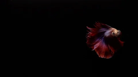 Red Siamese Fighting Fish Betta Splendens Video stock 93618349