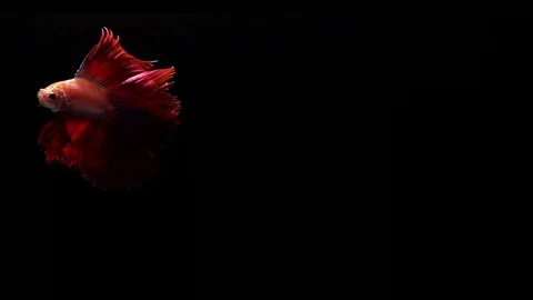 Red Siamese Fighting Fish Betta Splendens Stock Footage 93639526