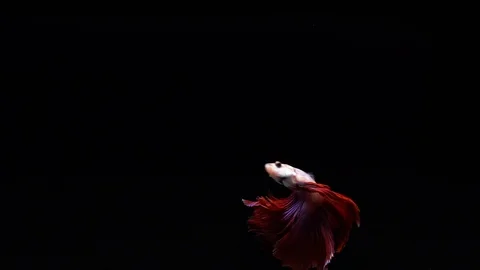 Red Siamese Fighting Fish Betta Splendens Stock Footage 93662048