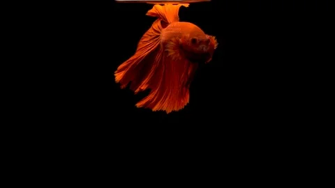 Red Siamese Fighting Fish Betta Splendens Stock Footage 125842498