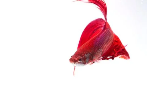 Red Siamese fighting fish (Betta splendens) isolated on white background. Stock Photos