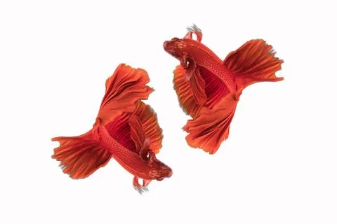Red siamese fighting fish , betta fish isolated on white background. Stock Photos