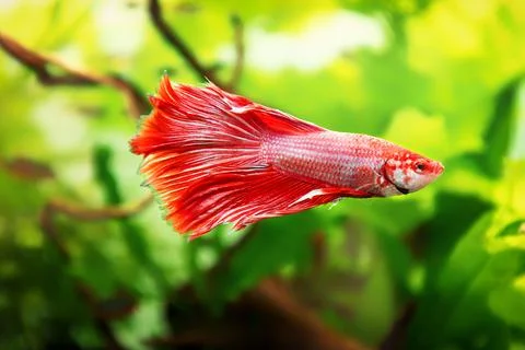 Red Siamese fighting fish, Betta splendens macro close up in aquarium Stock-Fotos