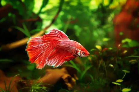 Red Siamese fighting fish, Betta splendens macro close up in aquarium Photos