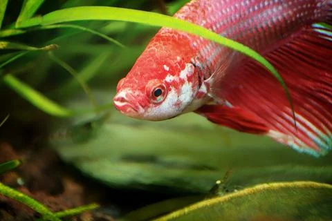 Red Siamese fighting fish, Betta splendens macro close up in aquarium Stock-Fotos