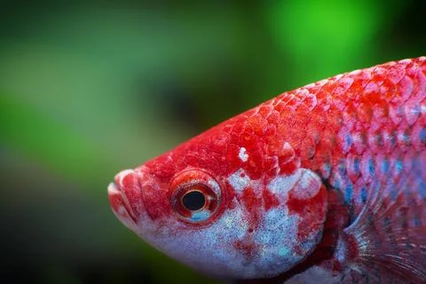 Red Siamese fighting fish, Betta splendens macro close up in aquarium Фото
