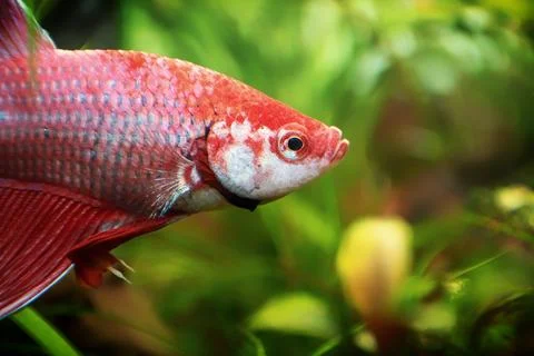 Red Siamese fighting fish, Betta splendens macro close up in aquarium Stock-Fotos
