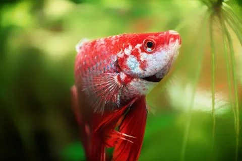 Red Siamese fighting fish, Betta splendens macro close up in aquarium Stock-Fotos