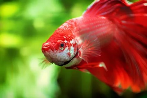 Red Siamese fighting fish, Betta splendens macro close up in aquarium Stock-Fotos