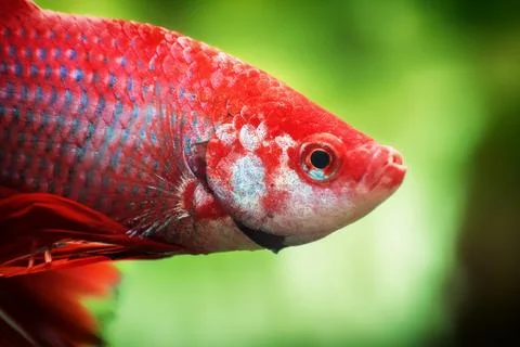 Red Siamese fighting fish, Betta splendens macro close up in aquarium Stock Photos