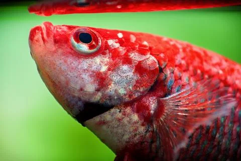 Red Siamese fighting fish, Betta splendens macro close up in aquarium Stock-Fotos