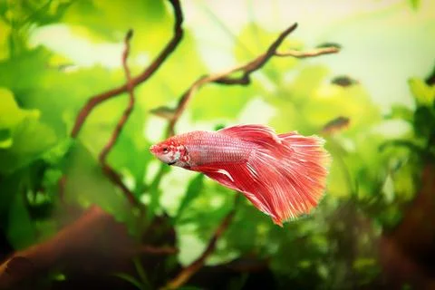 Red Siamese fighting fish, Betta splendens macro close up in aquarium Fotos Stock