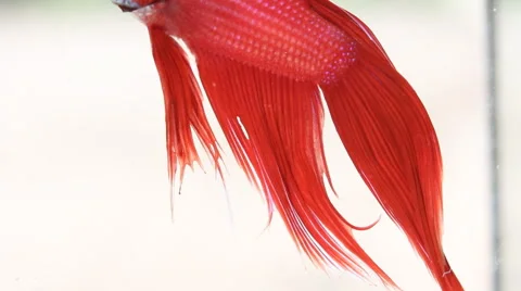 Red Siamese fighting fish Stock Footage 56668141