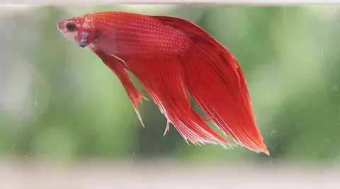 Red Siamese fighting fish Stock Footage 56668145