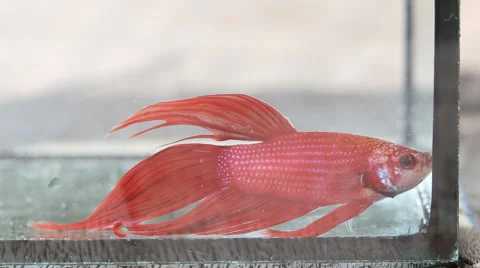 Red Siamese fighting fish Stock Footage 56668163