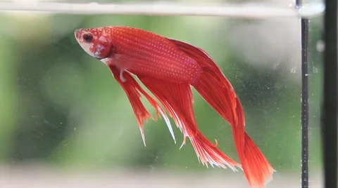 Red Siamese fighting fish Stock Footage 56668165