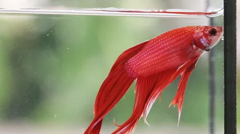 Red Siamese fighting fish Stock Footage 56668167