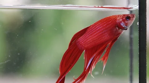 Red Siamese fighting fish Stock Footage 56668192