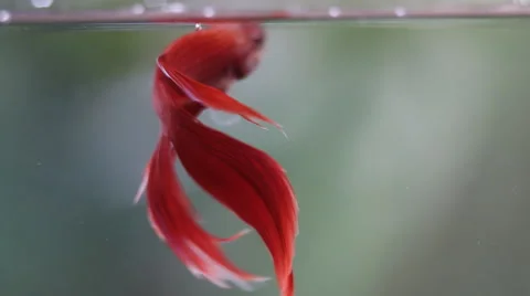 Red Siamese fighting fish Stock Footage 56668203