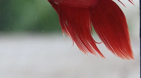 Red Siamese fighting fish Stock Footage 56668222