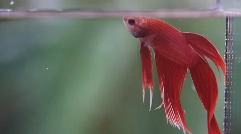 Red Siamese fighting fish Stock Footage 56668237