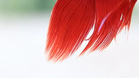 Red Siamese fighting fish Stock Footage 56668246