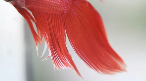 Red Siamese fighting fish Stock Footage 56668250