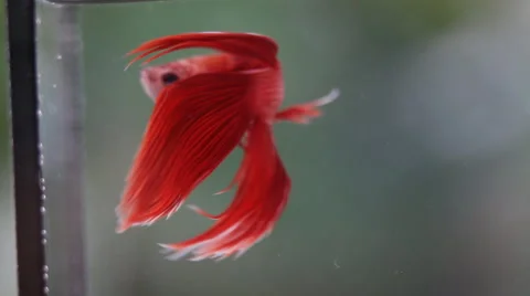 Red Siamese fighting fish Stock Footage 56668258