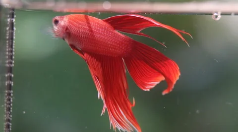 Red Siamese fighting fish Stock Footage 56668261