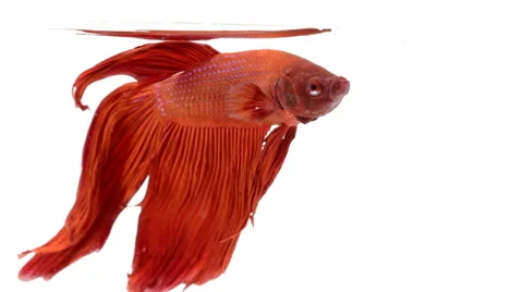 Red Siamese fighting fish  on white background,Betta splendens. Stock Footage 54942377