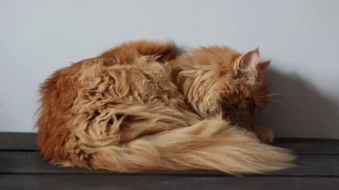 Red Siberian cat laying on the bed and licking her fur. Stock Footage 236473345