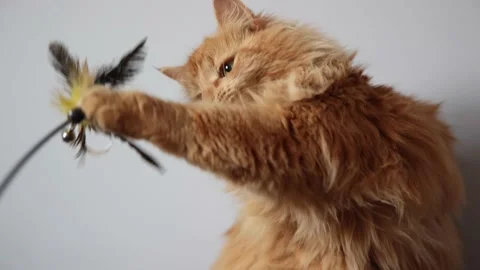 Red siberian cat playing with a feather Stock Footage 236473440